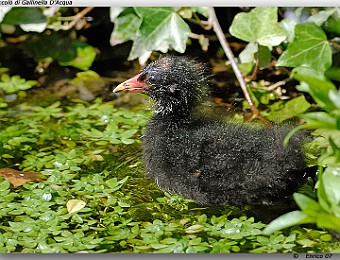 Animali 083